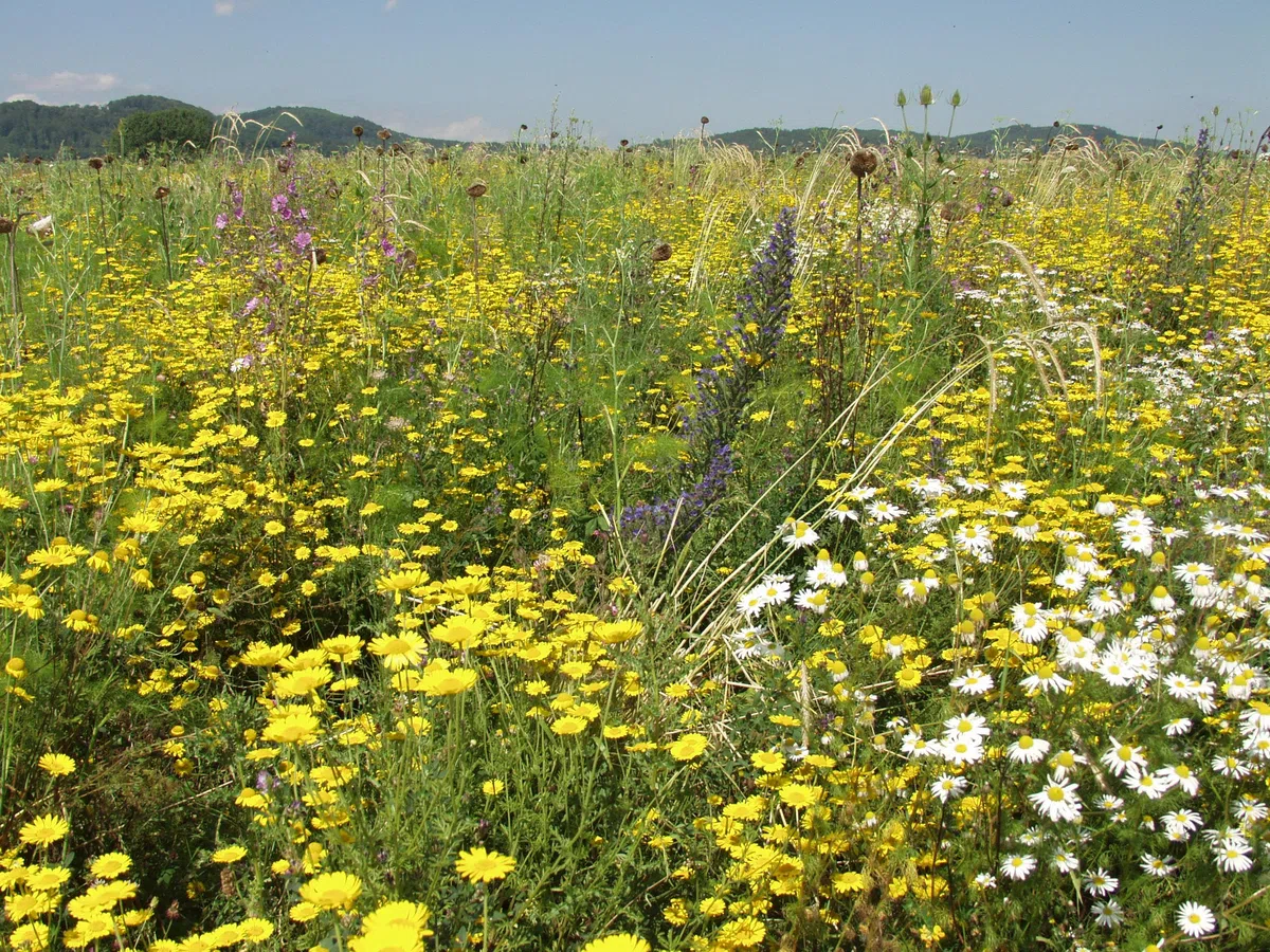 Lebensraum 1 | Mehrjährige Blühmischung | Saatgut zur Förderung von Wildtieren | 34 mehrjährige heimische Wildkräuter u. 16 blühfreudige Kulturarten (2,5 kg)