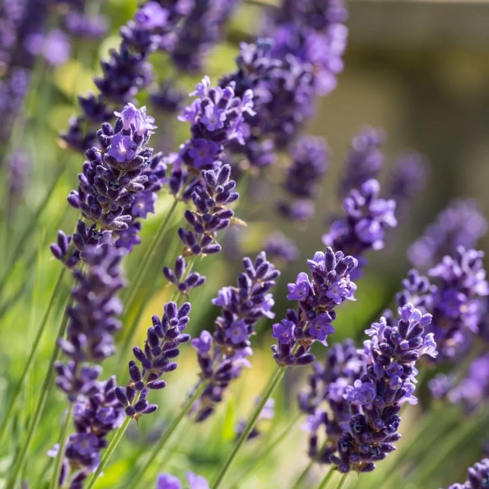 25 x Echter Lavendel – Lavandula angustifolia – Winterharte Duftpflanze im 9x9 cm Topf (0-10 cm Höhe) – Mehrjährig & Bienenfreundlich