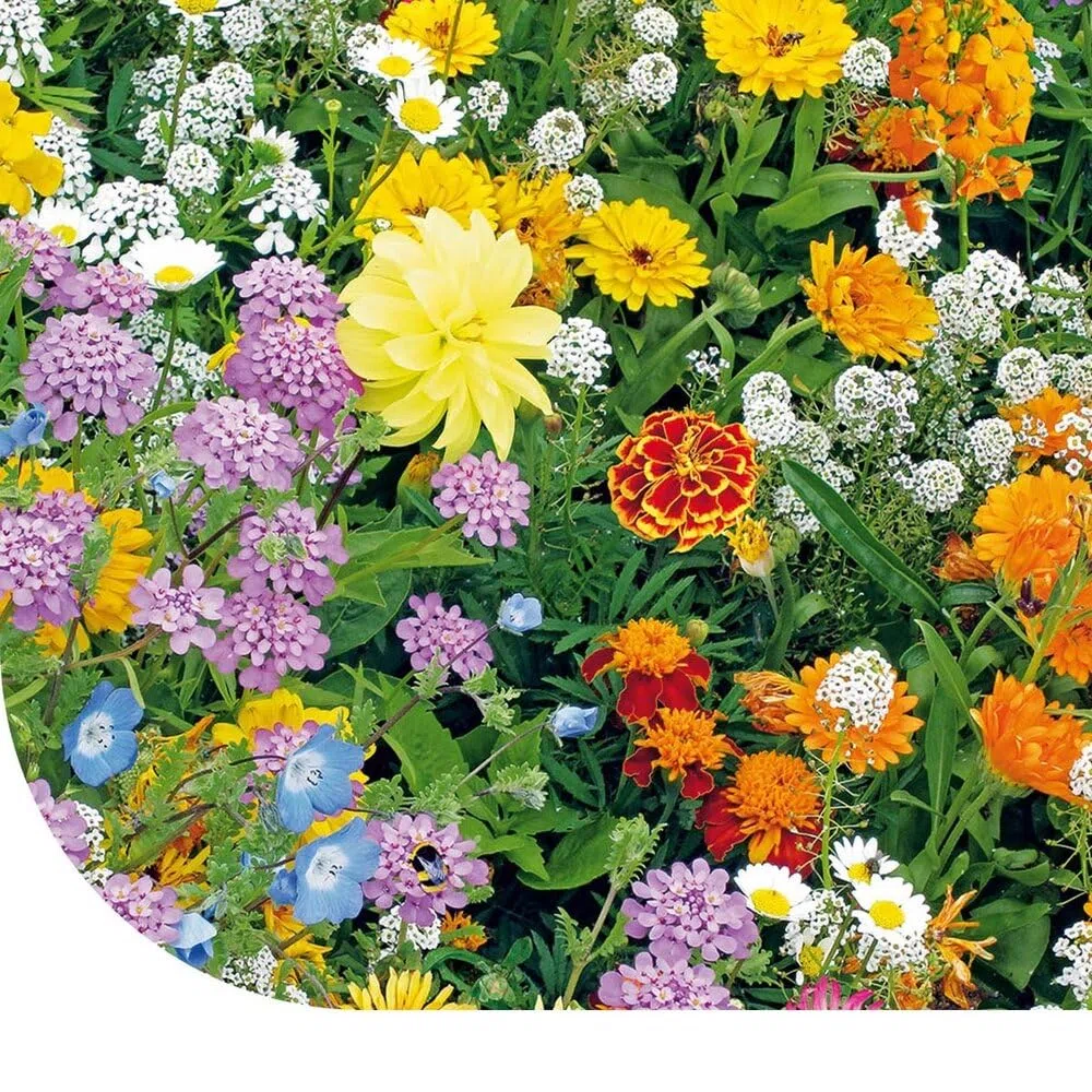 Niedrige Bienenwiese-Mischung - 1 Kilo für 500 m² - 23 Arten ein- und mehrjähriger Wildblumen - Höhe: 10-90 cm - Premium Bienenwiese - für Bienen, Hummeln und Schmetterlinge - Buntes Insektenparadies