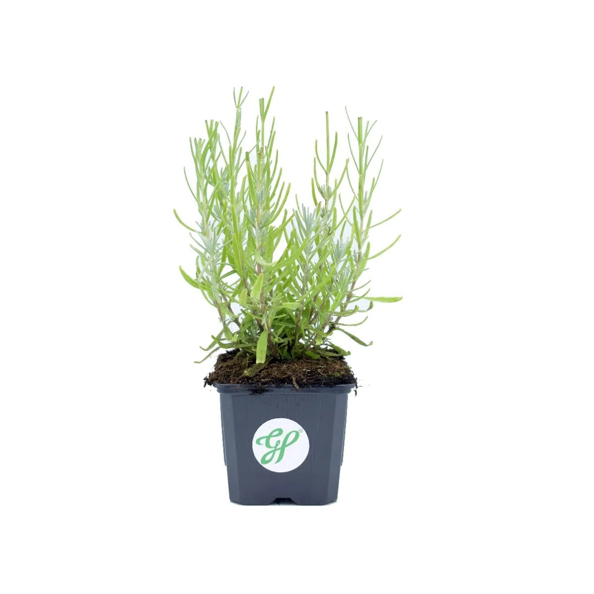 25 x Lavendel Dwarf Blue – Lavandula angustifolia 'Dwarf Blue' – Winterharte Duftpflanze im 9x9 cm Topf (5-10 cm Höhe) – Mehrjährig & Bienenfreundlich