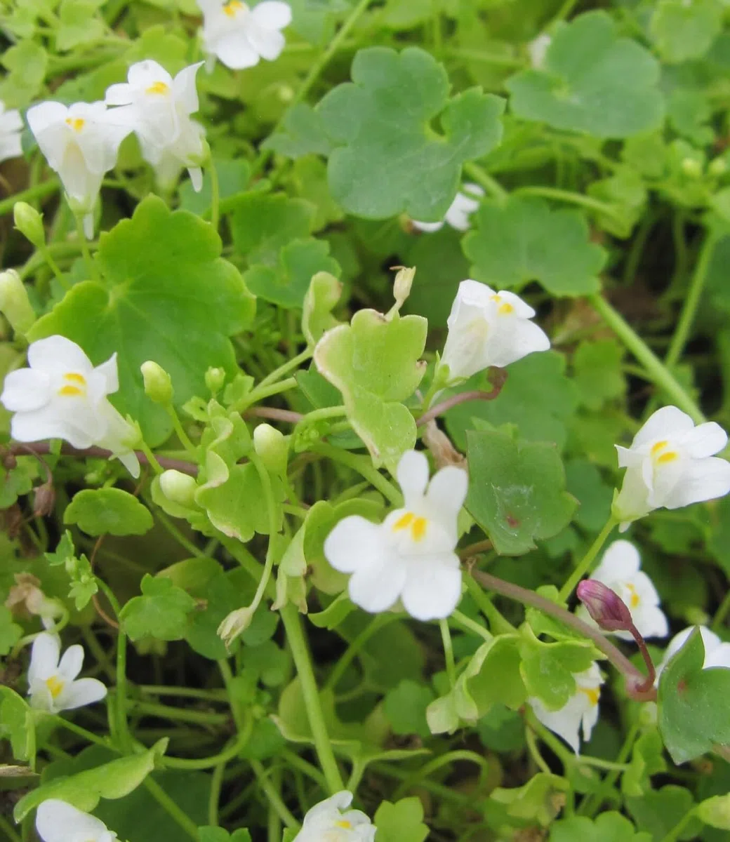 Zimbelkraut Albiflora - Cymbalaria pallida - sehr bienenfreundlich | Anzahl der Artikelpakete 20