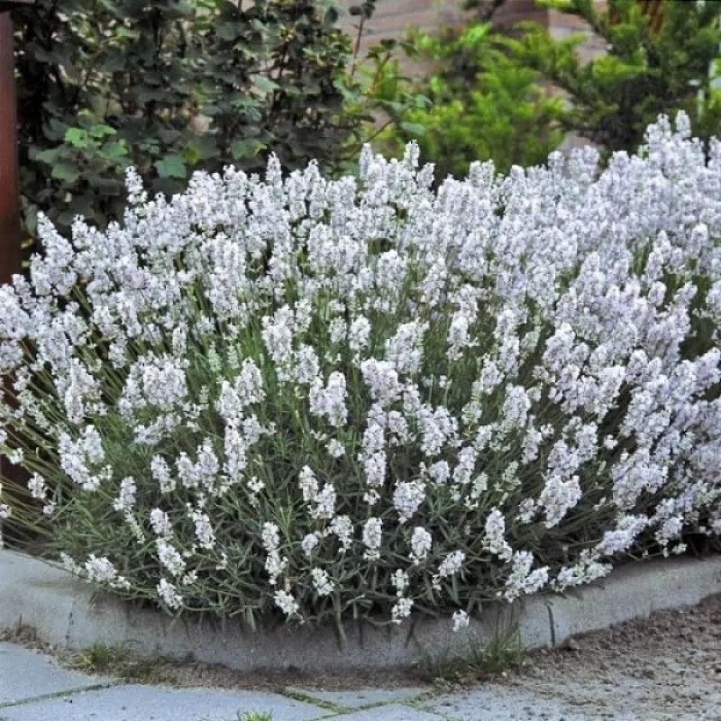 50 x Weiße Lavendel Pflanzen – Winterharte duftende Stauden im 9x9 cm Topf 5-10 cm hoch Lavandula angustifolia Edelweiss für Garten & Balkon