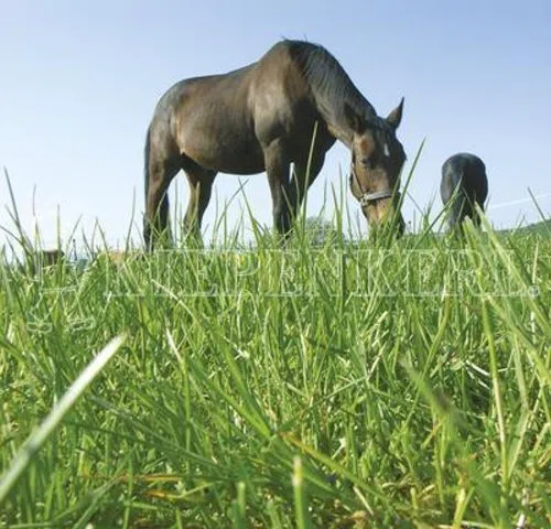 Kiepenkerl Country Horse 2122 Kräutermenü | 1,5 kg Kräutersaat
