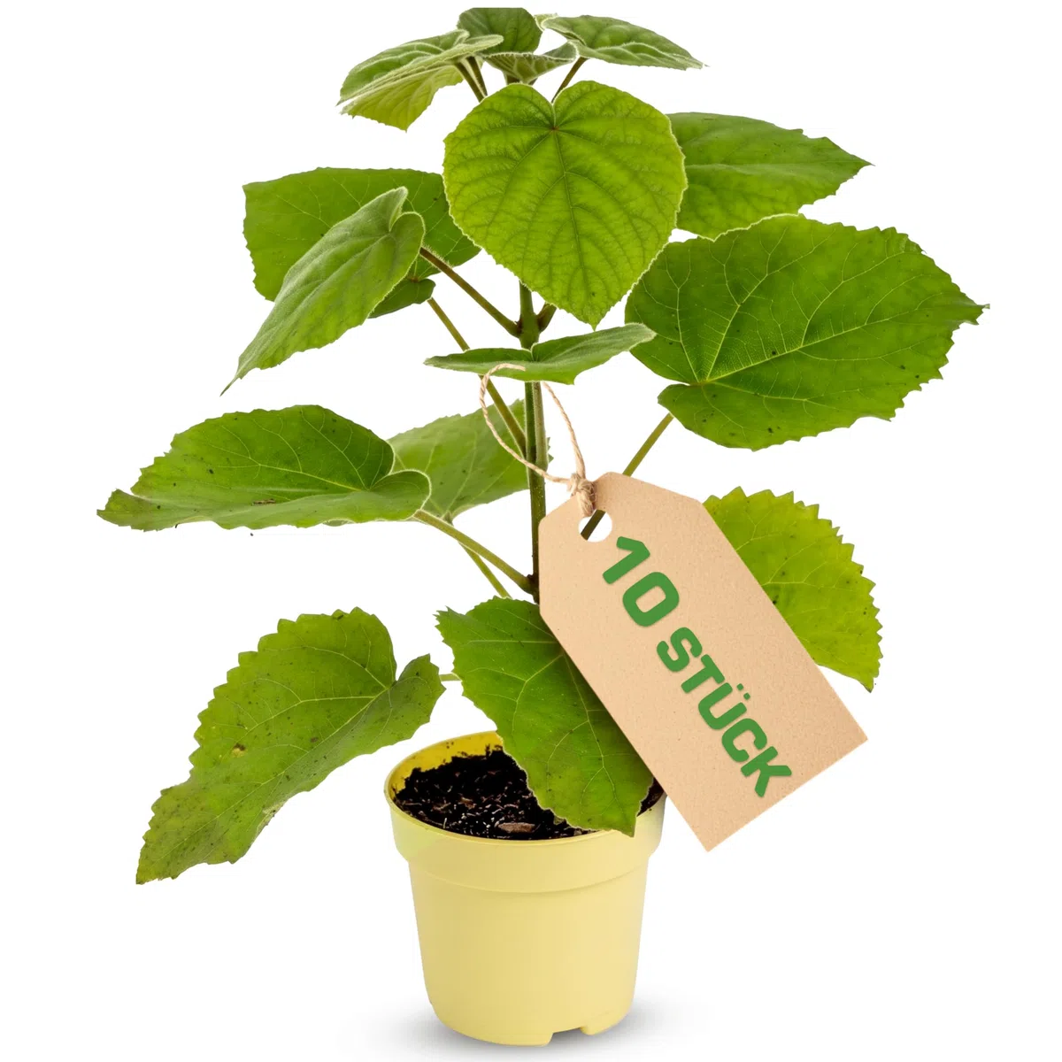 Paulownia Hybrid Z07 10x – schnellwachsender Kiri-Baum/Blauglockenbaum für Garten, Schattenbaum & Wertholzanbau – robuste Paulownia-Sorte ohne Gentechnik - 11cm Topf