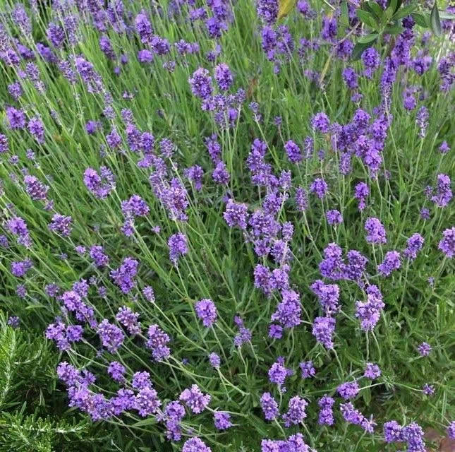50 x Lavendel Munstead - Lavandula angustifolia 'Munstead' - Winterharte Duftpflanze im 9x9cm Topf (5-10cm Höhe) – Bienenfreundlich & Mehrjährig