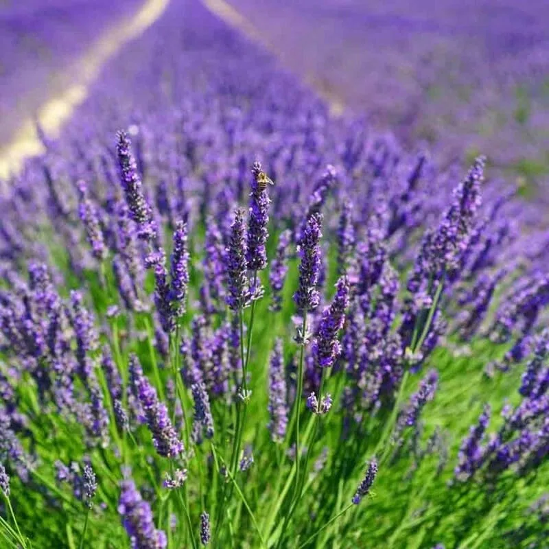 50 x Lavendel Essence Purple – Lavandula angustifolia 'Essence Purple' – Winterharte Duftpflanze im 1L Topf (10-20 cm Höhe) – Mehrjährig & Bienenfreundlich