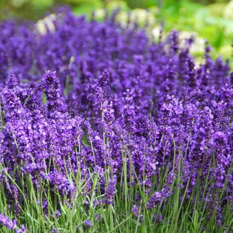 100 x Lavandula Hidcote P9